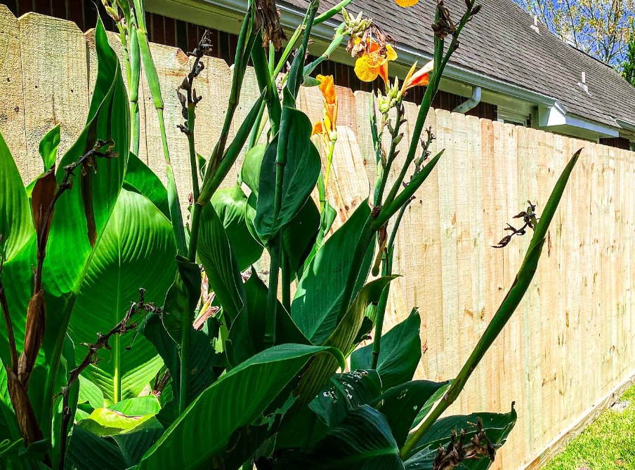 Long cedar privacy fence run along a side yard — Gomez Fencing